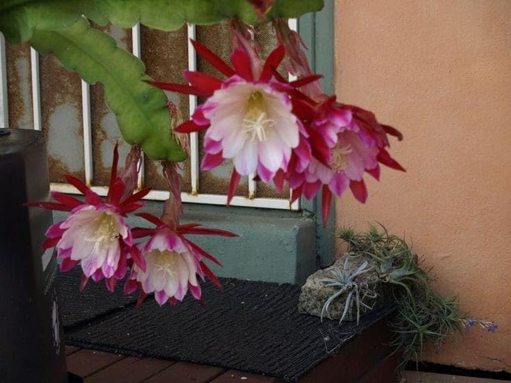 ND PLANT BAZAR White & Red Brahmakamal Night Queen Flower Live Plant Pack Of 1 PLant (B0D87LG2X4) Amazon Price History, Amazon Price Tracker