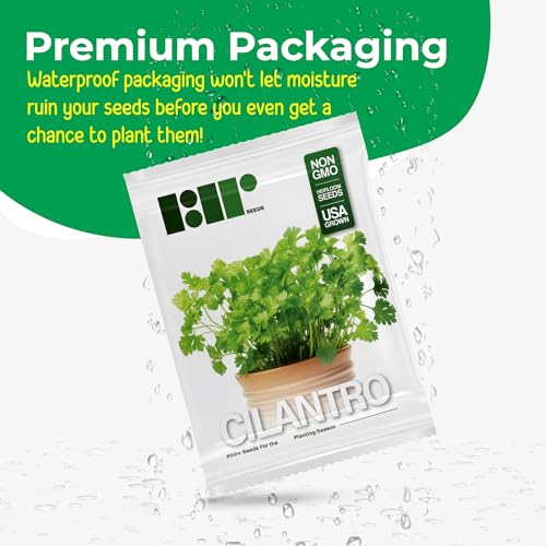 500+ Cilantro Seeds for Planting - Heirloom Non-GMO USA Grown Herb Seeds in Premium Protective Packaging - AKA Coriander, Chinese Parsley, Coriandrum Sativum - by RDR Seeds - Image 4