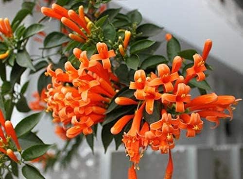 100 Orange Pyrostegia Venusta Plant Seeds