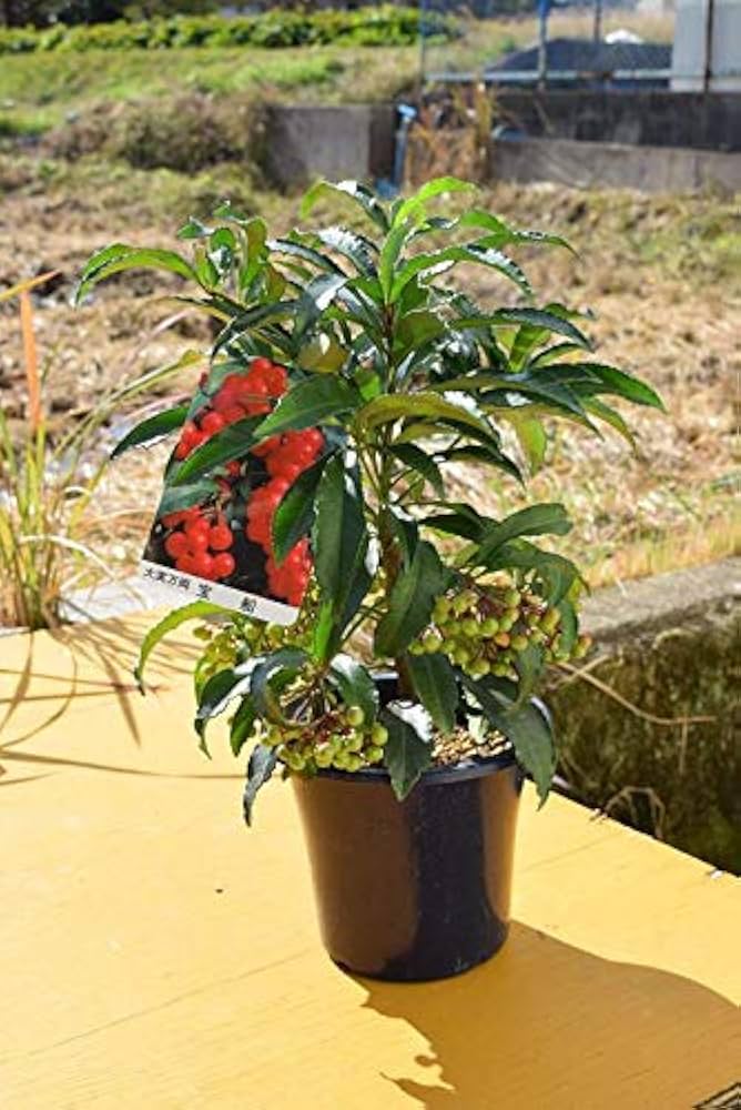 【縁起木/縁起物】大サイズ【野生の万両/マンリョウ】天然/里山自生/元気いっぱい 縁起木/縁起物】大サイズ【野生の万両/マンリョウ】天然/里山