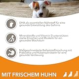 IAMS Junior Hundefutter trocken mit Huhn - Welpenfutter für Welpen im Alter von 1-12 Monaten, geeignet für kleine & mittelgroße Rassen, 3 kg