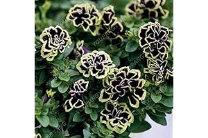 Enchanting Black Magic: Witness the Magical Bloom of 100 Petunia Seeds