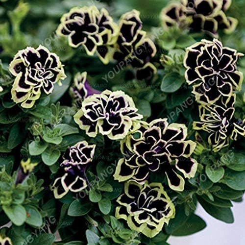 Semillas frescas de flores de petunia dobles frescas de 100 piezas para plantar negro amarillo
