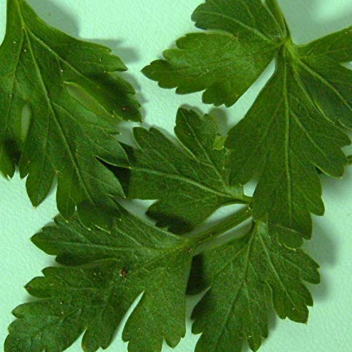 Risala Parsley - Italian Giant - 6,000 Seeds [.Flat-Leaf Type - More Weather Tolerant]