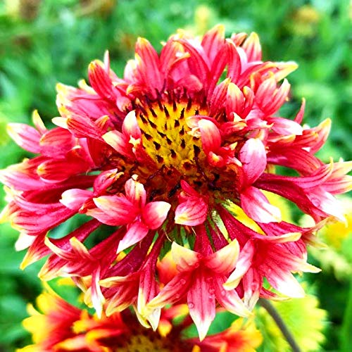 Navya germination Gaillardia Double Beautiful Flower Seeds In Different Colors F1 Hybrid Special