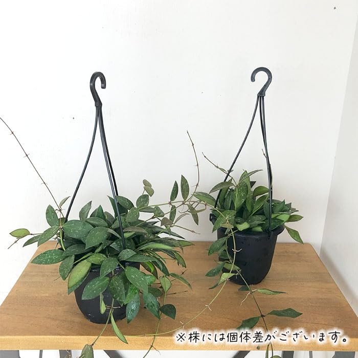 こ*ろ様 観葉植物　吊り鉢　ハンギング　7種アソート　バンダ　ホヤ 観葉植物 吊り鉢 ハンギング 7種アソート バンダ ホヤ - メルカリ