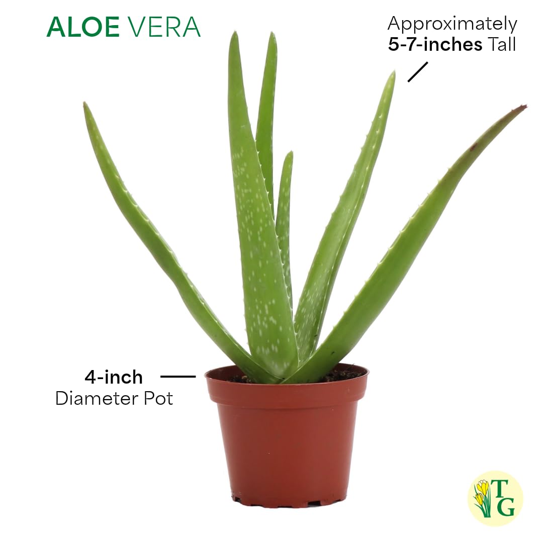 Amazon.com : Thorsen's Greenhouse Aloe Vera, Live Indoor Plant, Aloe  barbadensis, Easy to Grow, Succulent, Natural Air Purifier, 4" Diameter Pot  (Terra Cotta) : Patio, Lawn & Garden