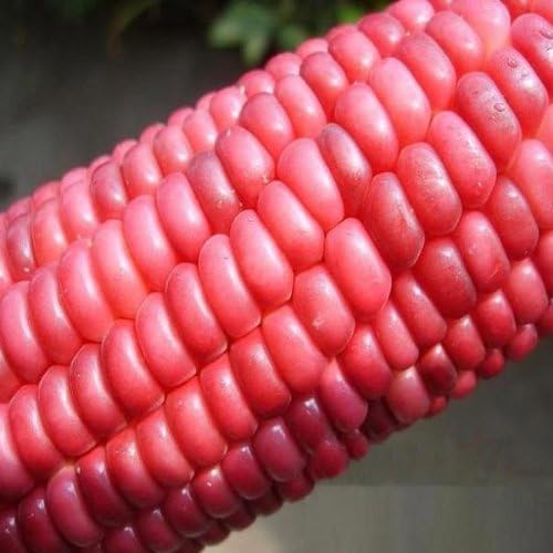 Miniatura 2 de 10 semillas de maíz cerosas rojas