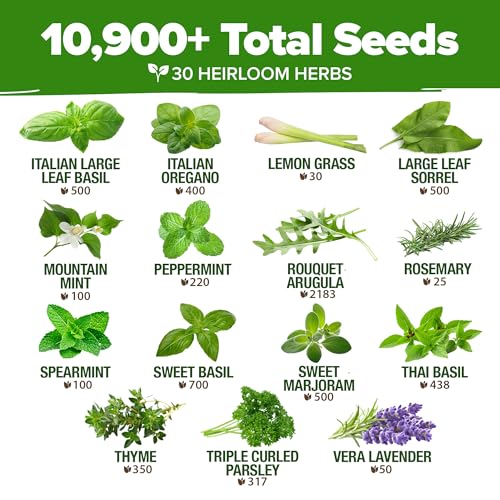 HOME GROWN 30 Herb Seeds for Planting 10,900+ Non-GMO Heirloom Seeds | Extra Large Variety Pack Herb Kit – Indoor Outdoor & Hydroponic | Culinary Seed Set | Grow Your Own Herbs | Gardening Gift - Image 4