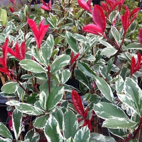 Pianta di PHOTINIA variegata LOUISE MECLARLOU cesp. h 70 cm VASO 18 FOTO REALE AMDGarden