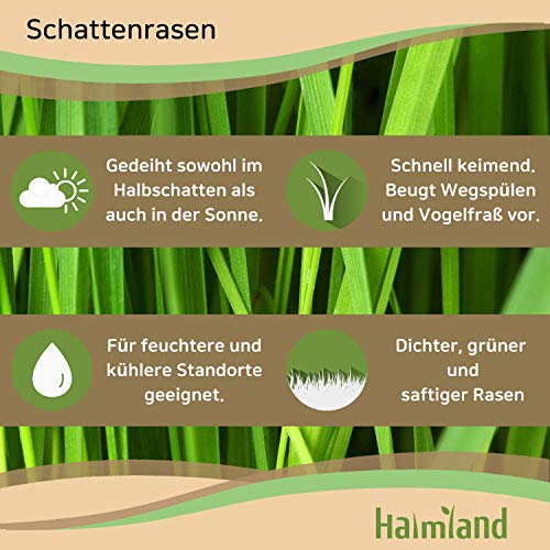 Foto von halmland® Rasensamen schnellkeimend Schattenrasen 1kg = 30m² Herbst - SEHR GUT getestet - trockenresistent - Schattenrasensamen Rasensaat Nachsaat
