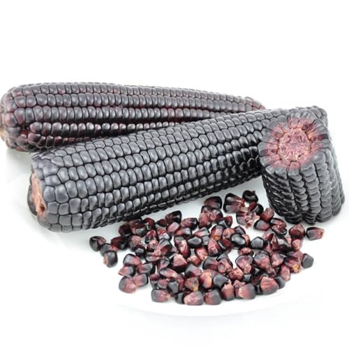 Semillas de maíz, semillas de maíz dulce, semillas de maíz, semillas de hortalizas de invierno, plantas de jardín maceta de bonsái, plantas verdes semillas de plantas de interior, 65pcs