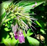 Russian Comfrey Bocking-14 Cultivar, 5 Cuttings for Growing Your Own Medicinal Salve, Compost Tea & Animal Fodder