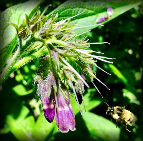 Russian Comfrey Bocking-14 Cultivar, 5 Cuttings for Growing Your Own Medicinal Salve, Compost Tea & Animal Fodder