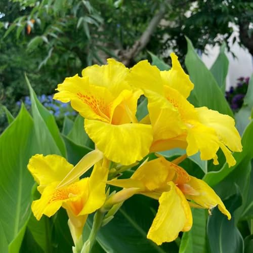 2 pz bulbi di gigli di canna - bulbi in fiore primaverile, Bulbi di giglio di canna, Bulbi da fiore di canna giardino del balcone del vaso pianta, bulbo del fiore decorazione