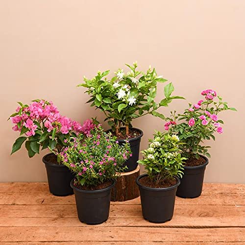 Mphmi Plantslive Top 5 Beautiful Flowering Plants for Balcony For Indoor Living Room (B09NGRCWHX) Amazon Price History, Amazon Price Tracker