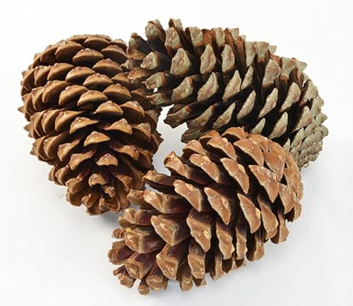 Props4shows Large Pine Cones - Pack of 3