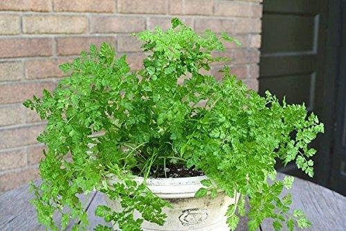 Prezzemolo INVERNO Semi Di Cerfoglio Erbe Anthriscus - Foto 7