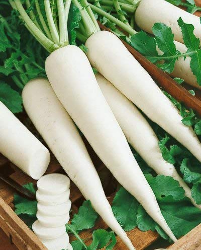 BALAJI TRADING COMPANY Radish White Seeds for Home Gardening | Summer Vegetable Seeds for Home Garden | Fresh Gardening Vegetable Radish Seeds for Kitchen | Organic Mooli Seeds (B0BDXPFSKC) Amazon Price History, Amazon Price Tracker