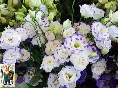 Image of 50+ SEEDS Lisianthus Flower Mix Colors Seed Pack, Easy Care & Fragrant & Air Purifying for Indoor & Outdoor Gardening.