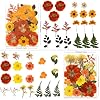 LUXEEASE 80P Autumn Tone Dried Flowers for Crafts - Real Natural Pressed Flowers in Warm Fall Hues for Resin, DIY Art, Jewelry, Thanksgiving Decor & Pumpkin Decoration – Tweezers Included #1
