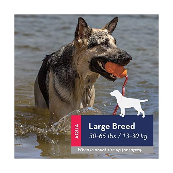 KONG Aqua – Floating Fetch Toy for Water Play – For Large Dogs KONG Aqua – Floating Fetch Toy for Water Play – For Large Dogs