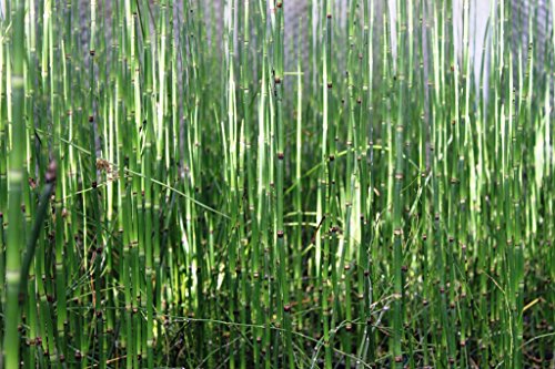 2er-Set - Equisetum japonicum - Japanischer Schachtelhalm - Zinnkraut...