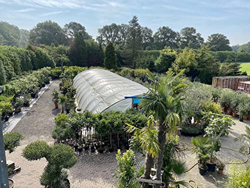 Olijfboom op stam, 160 cm hoog, Winterhard -18 - Image 7