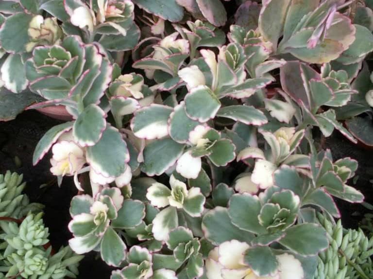 Florima variegated Kalanchoe fedtschenkoi 'Aurora Borealis'– Unique Charming Butterfly Succulent Plant for Indoor and Outdoor, Low Maintenance Live Plant-image-12