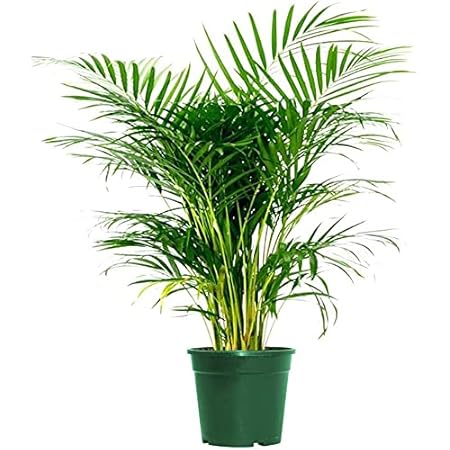 AMERICAN PLANT EXCHANGE Areca Palm Live Plant Indoor Outdoor Air Purifier, 6" Pot 16-20" Tall, Vibrant Green