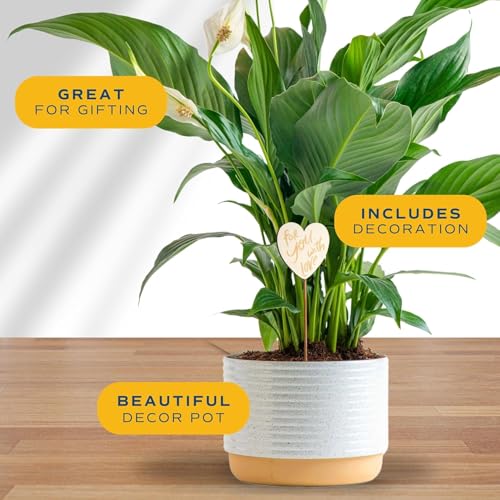 Costa Farms Peace Lily Live Plant, Decor Ready Houseplant with Flowers - 1 Foot Tall - Easy to Grow Blooming Plant in 6-Inch Flower Pot | Birthday Gift | Room Decor, Home Decor