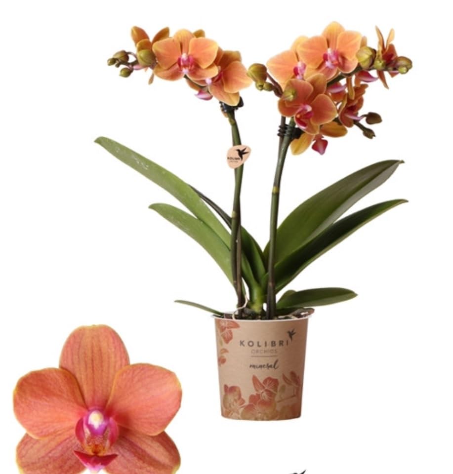 Phalaenopsis Orchid Plant - Orange Blooms Variety Bolzano Spectacular Blooms - in 12 cm Pot 50 cm
