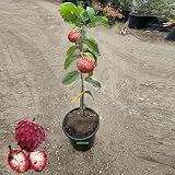 Live Grafted Atemoya Fruit Tree, Mature Tropical Plant with Red Fruits, Potted, Pre-Producing 2-3FT Tall 5 Gallon Potted