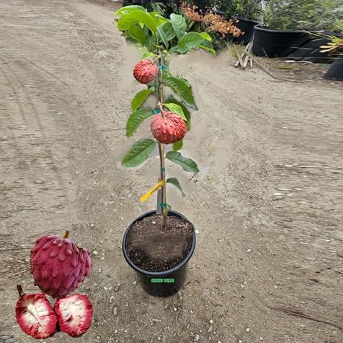 Live Grafted Atemoya Fruit Tree, Mature Tropical Plant with Red Fruits, Potted, Pre-Producing 2-3FT Tall 5 Gallon Potted