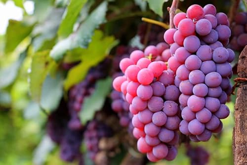 Muda de Uva Niágara Rosada Enxertada Linda Produção Precoce