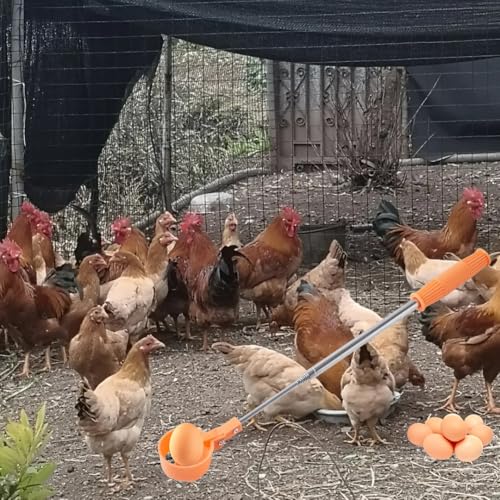 Eierfanggerät für HühnerEier – Verlängerbares Edelstahl-Eiergriffwerkzeug mit Rutschfestem Griff, Langreichweites Eierheber für die Sammlung frischer Eier aus Kükenstall, Vogelnest und landwirtschaftl