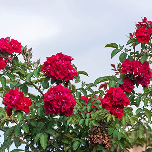 Breck's - Don Juan Dormant Bare Root Climbing Rose, Includes One Plant Per Order #TOP4