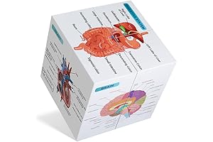 kaitnax Human Anatomy Study Cube: Unravel the Secrets of the Body