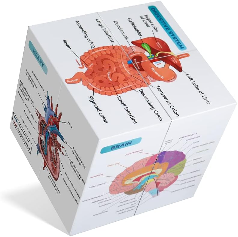 Human Anatomical Poster Set Anatomy Study Cube Medical Student Learning Tool Anatomy Chart Set, 9 Parts Anatomy Heart, Muscular, Skeletal, Digestive, Circulatory etc. Gift Package 3.9"X3.9"