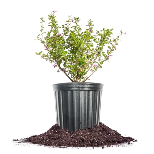 Perfect Plants Goji Berry Bush in 1 Gallon Grower's Pot | Delicious Wolfberry for Outdoor Planting | Fresh Antioxidant Packed Fruits | Fully Mature for Home Gardens