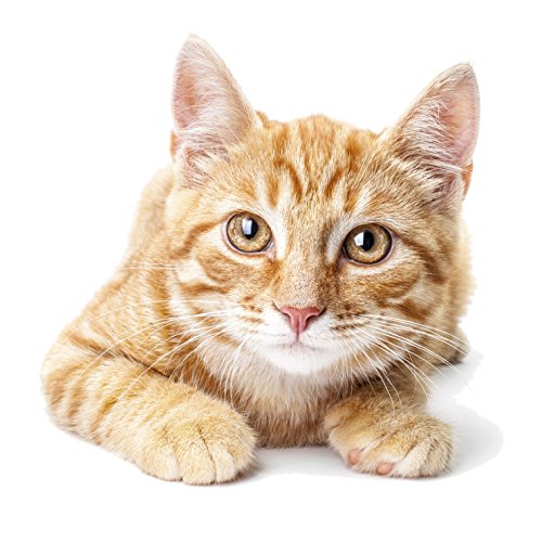 Ethos Bright Eyes Carnosine Eye Drops for Pets (Cats) Bright Eyes NAC Eye Drops for Pets as Seen on UK National TV with Amazing Results! - Thumbnail 2