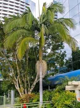 517NDTIWl4L._AC_UF350, 517NDTIWl4L._AC_UF350,