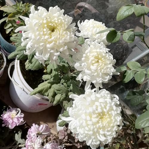 Semi di crisantemo, Le di crisantemo sono resistenti Semi di perenni 30pcs