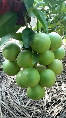 Image of All Time Seedless Lemon /Kagzi Dwarf Nimboo Live Plant, 1-2 Feet Height, Pack of 1