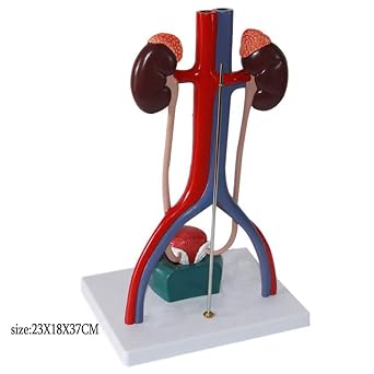 Urinary System Model - Genitourinary System Model - Pvc Material Human Anatomy Science Models - for Medical Educational Training Aid