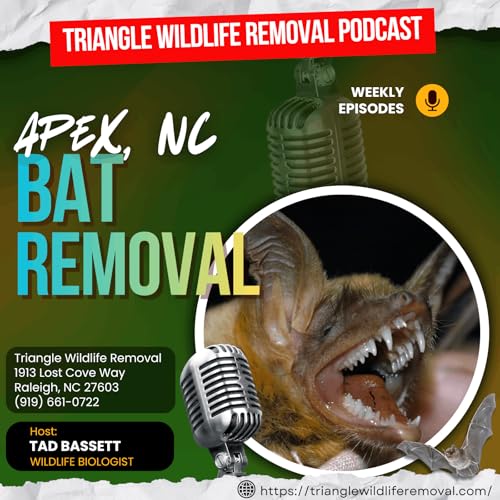 Apex, NC Bat Removal