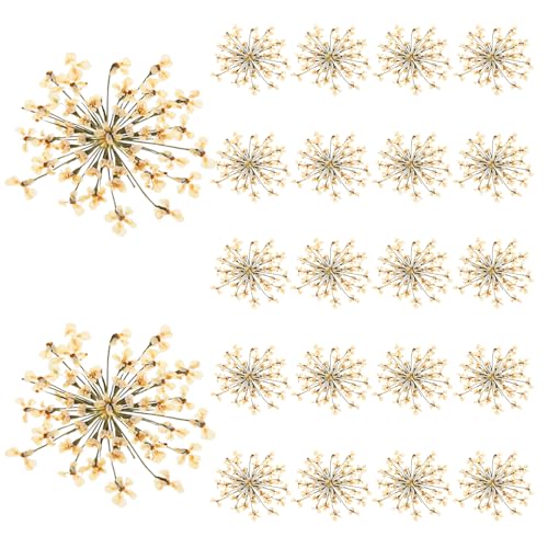 48pcs Flores Secas Margaritas Blancas para Artesanía miniatura 1