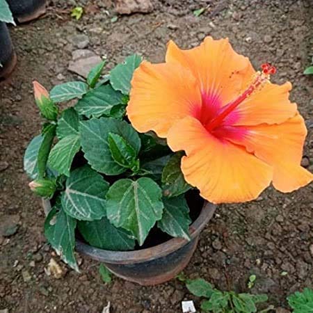 Relia Shield Yellow Gudhal Live Plant, गुडहल, Hibiscus Flower, Hibiscus rosa-sinensis
