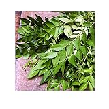Fresh Curry Leaves 3 oz.