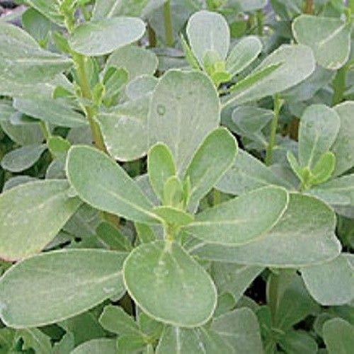 Herb Seeds - Purslane - 14,000 Seeds by Wafer